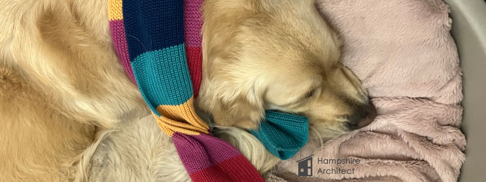 What is the Warm Homes Plan? Hampshire Architect Dog